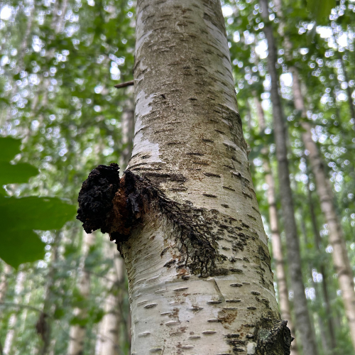 6.png__PID:a58095e8-ec5a-4649-94ec-ceb3c6402e17