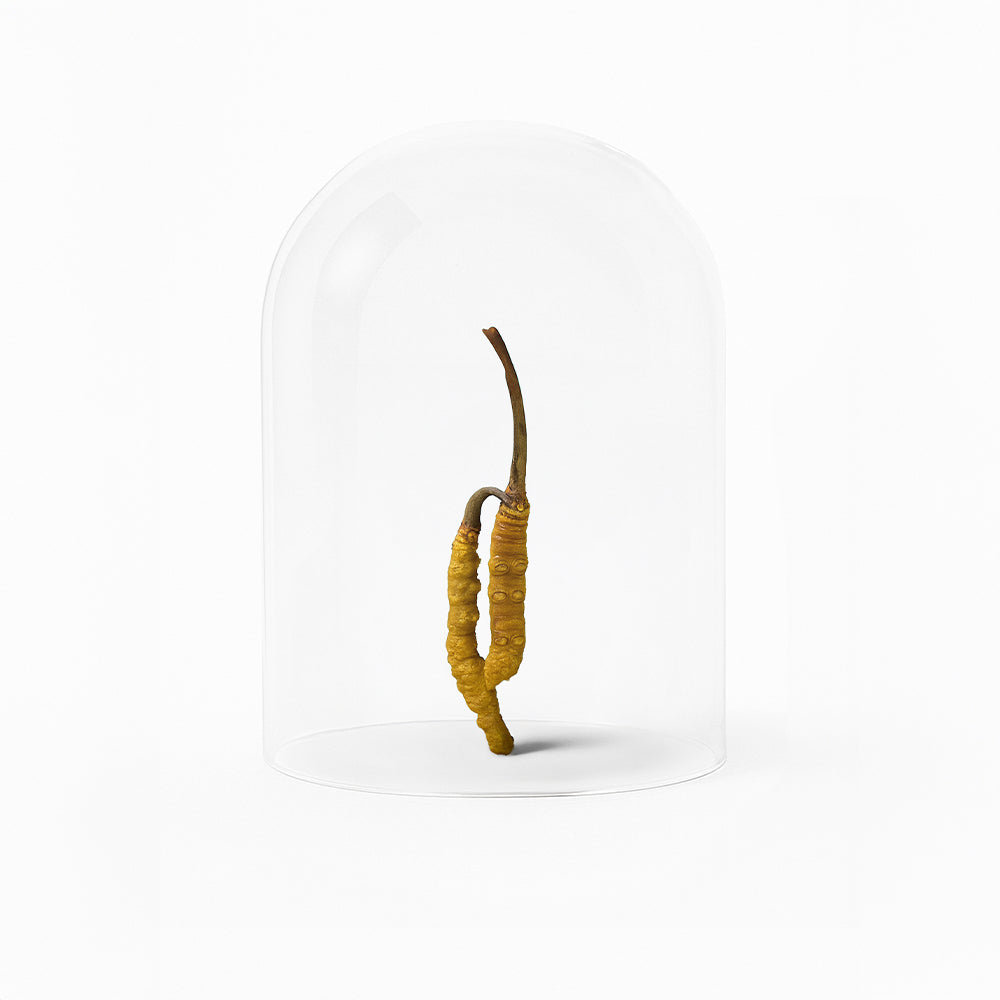 Pure Focus Flüssigextrakt mit Cordyceps und Hericium