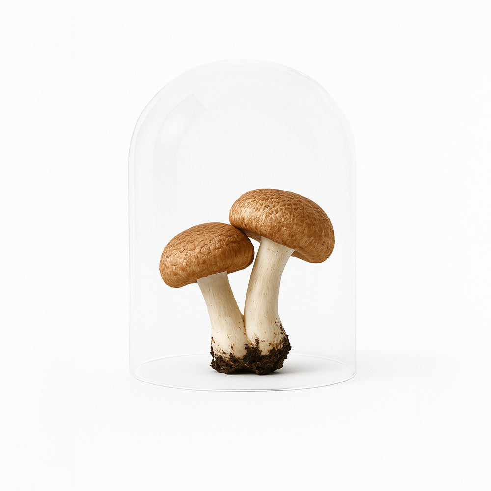 Pure Immune Flüssigextrakt mit Chaga und Agaricus