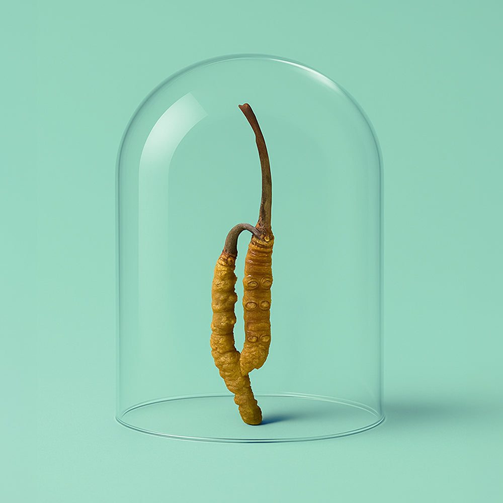 Bio Cordyceps Extrakt Kapseln
