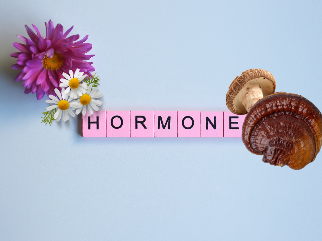 Mit Vitalpilzen die Hormone ins Gleichgewicht bringen