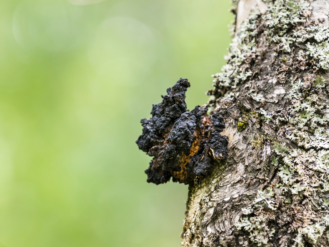 Chaga Pilz: Wirkung und Anwendung