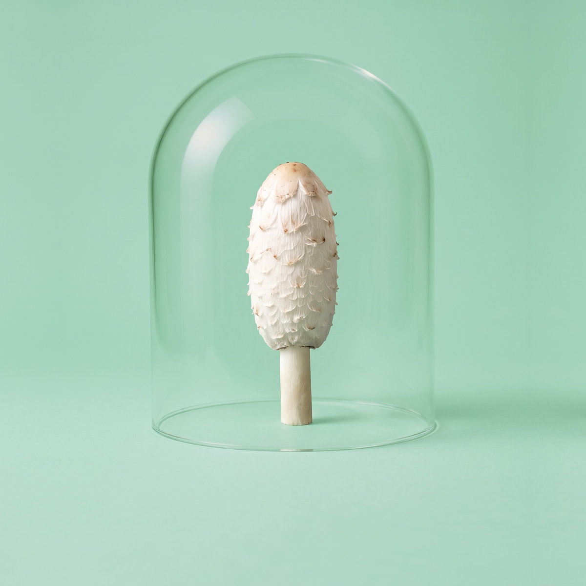 Coprinus