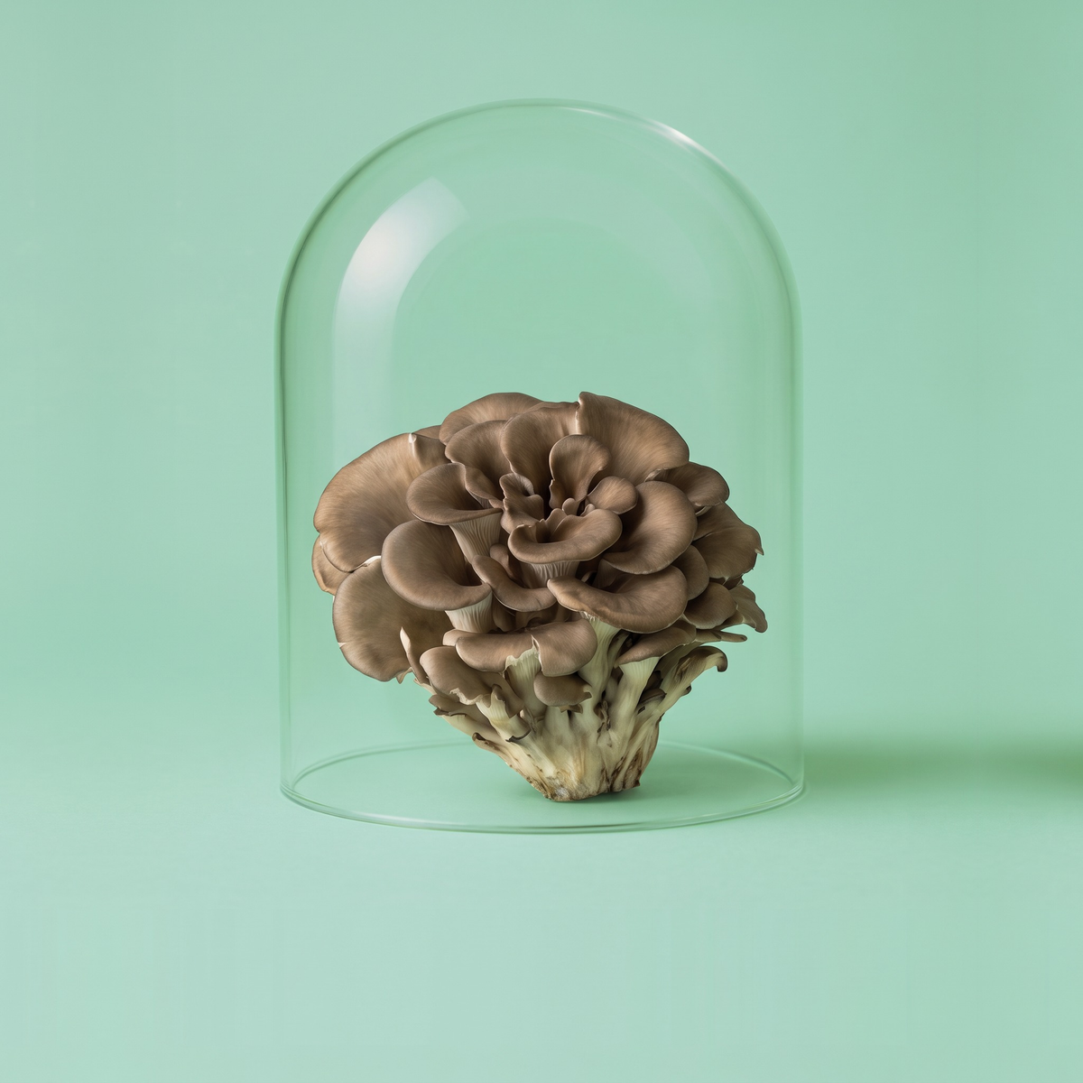 Maitake