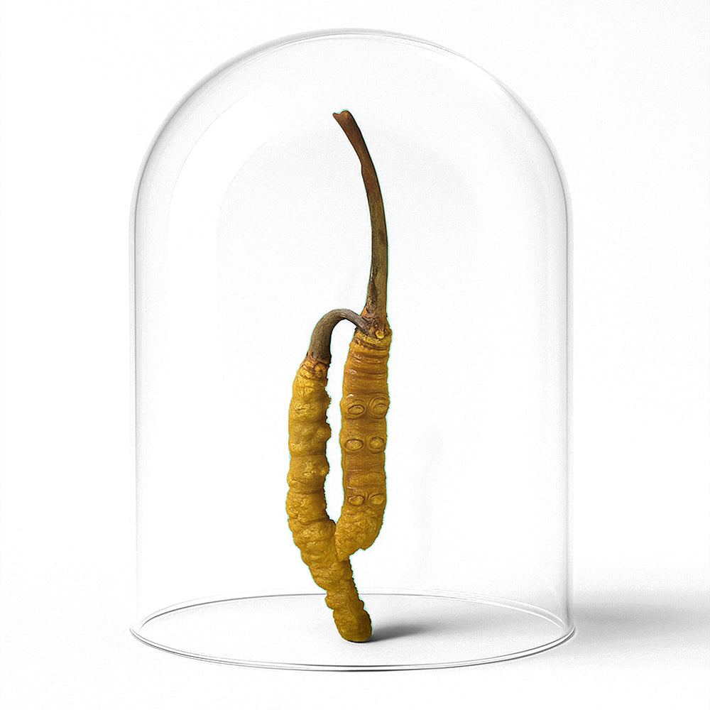 Pure Focus Flüssigextrakt mit Cordyceps und Hericium