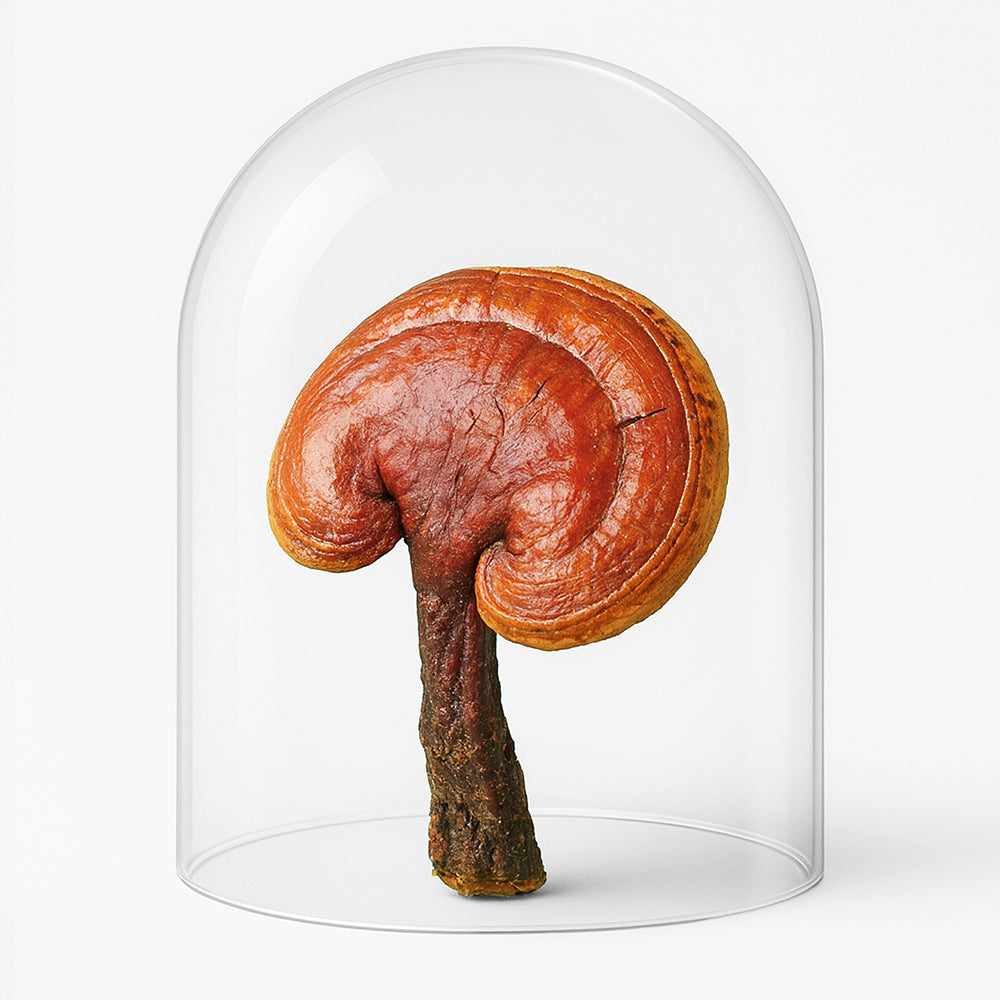 Pure Balance Flüssigextrakt mit Reishi und Maitake