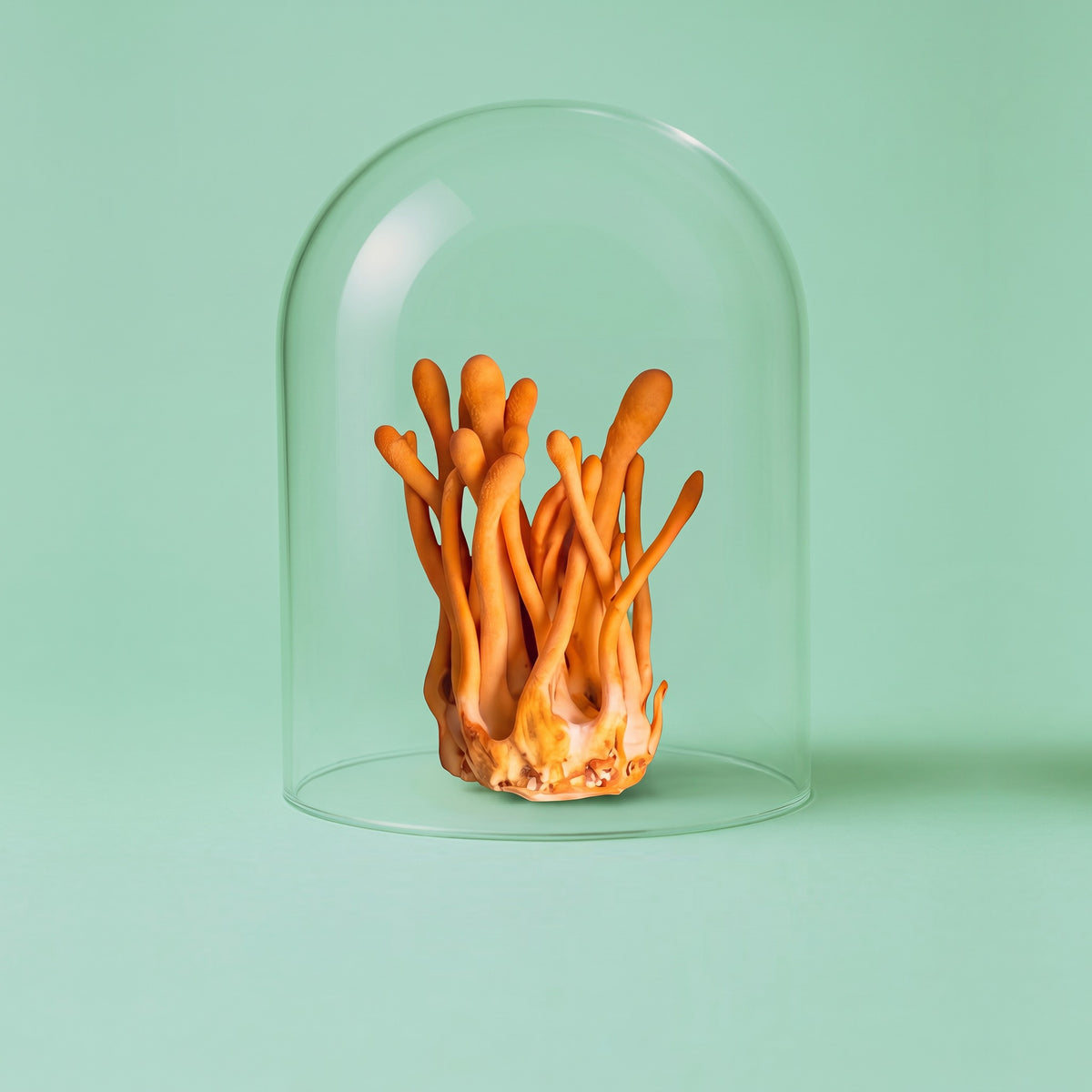 Cordyceps unter der Glasglocke